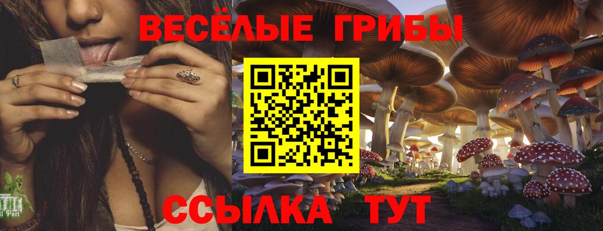 Ахтубинск  Псилоцибиновые грибы Psilocybine cubensis  Псилоцибиновые грибы Psilocybine cubensis  Вход с VPN 
